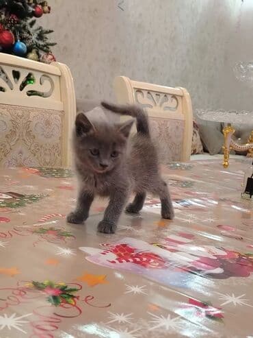 кот в добрые руки: Самец, В добрые руки, Самовывоз — 2