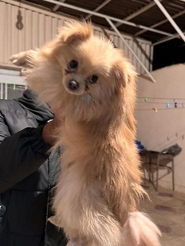 tuklu itler: Şpitz, 1 il, Erkek, Peyvəndli — 2