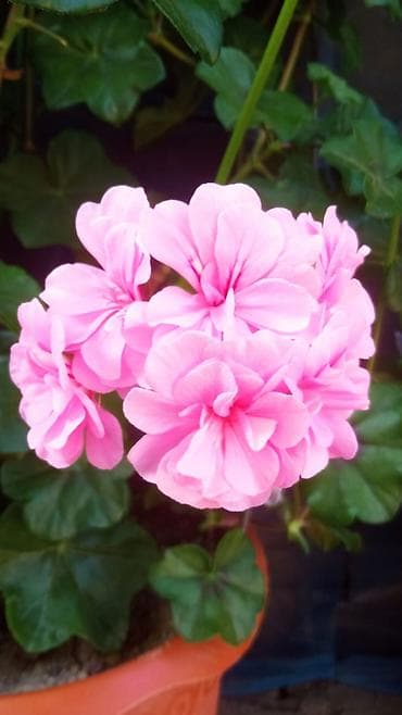 taxta dibcekler: Bitki: Sardunya (Pelargonium), açıq çəhrayı çiçəkli Forması — 1