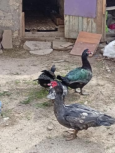 ordekler: Muscovy ördəkləri (barbarı/indo-ördəklər) – təsərrüfat üçün məhsuldar — 3