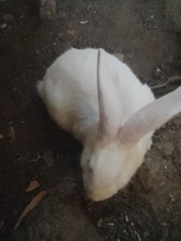 dekarativ heyvanlar: Məhsul: Ev dovşanları (bir neçə fərqli rəng və qulaq forması) Təsvir — 1