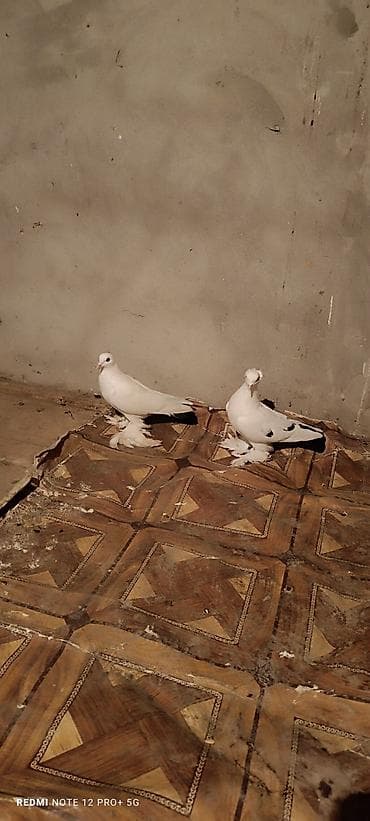 Cütü 45m erkek maya yerdə oynaqdilar