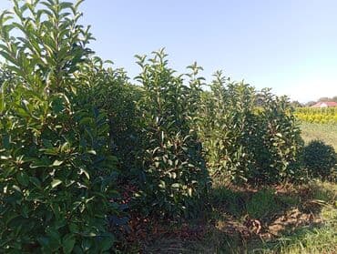 пластмассовый бак для воды купить: Her növ ağaclar ve dekarativ ağaclar çox ucuz ve qarantili gubresiz — 14