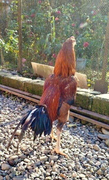 Salam Heyratı beçə 80 Heyratı sarıfete Fotoşəkillər Samsung Galaxy A7 — 8