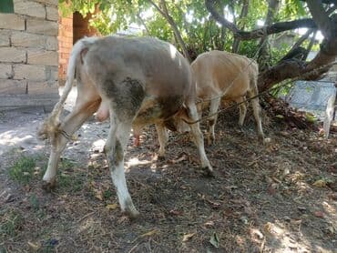 sudluk inekler satışı: Super yeyimgil danalardı — 3