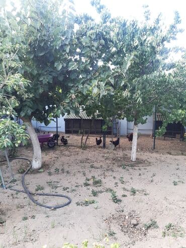 zirə fk: 7 otaqlı, 220 kv. m, Yeni təmirli — 27
