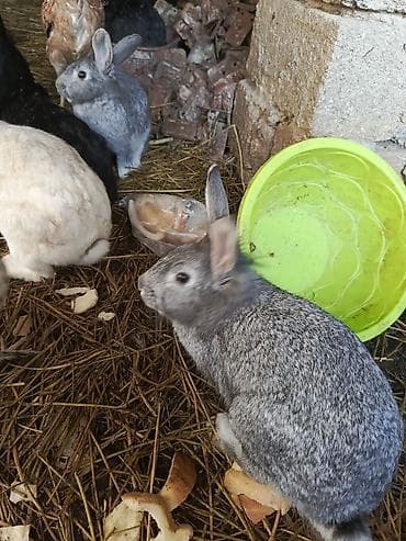 Dovşanlar. damazlıq.hanisin alana endirim olacaq - Boz, ağ, qara və