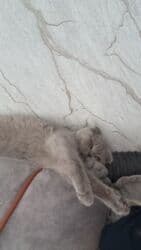 pişik ucun qab: Şotland yastı qulaq, Erkək, Ünvandan götürmə, Ödənişli çatdırılma — 1