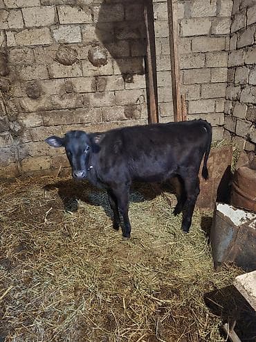 ucuz ev itleri: Satılır: Qara bala (dana) - Növ: iri buynuzlu heyvan, qara rəngli — 3