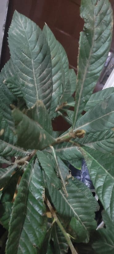 gobelek toxumu satilir: Мушмулла деревце — 2