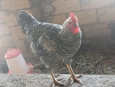 toyuq cinsleri: Məhsul: Yerli qarışıq cins toyuq və xoruzlar4 aylikdirlar Təsvir: - — 8