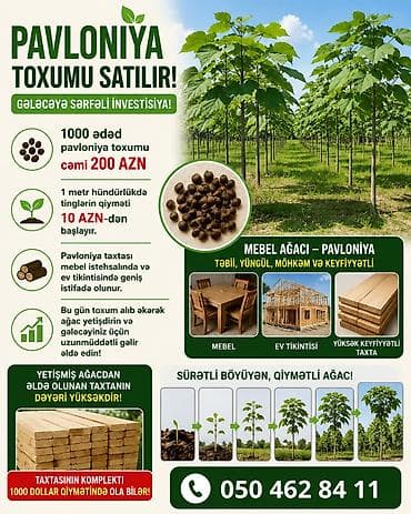 Bahali mebel ağacı pavloniya