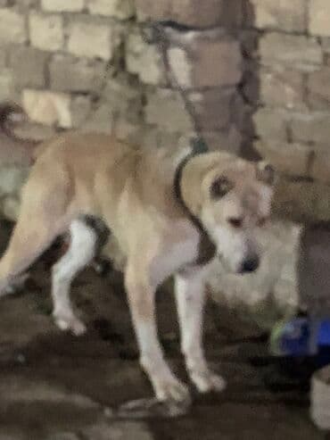 алабай в добрые руки: Məhsul: İt (böyük cins) Herkese salam 9 ayliq alabay erkeydi baxa — 1