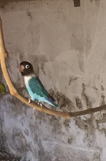 Məhsul: Sevgi tutuquşusu (lovebird) satılır erkək və yaxud qırmızı