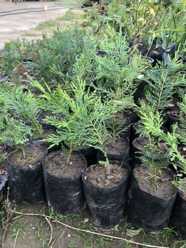 bitki satışı: LEYLANDRA. Thuja (küknar tipli həmişəyaşıl) şitilləri - Qara — 3