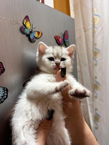 Pişiklər: Britan — 5