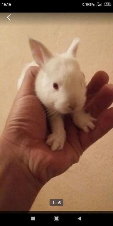 передержка кошек в баку: Yerli Bala Dovwanlar Biri 6 Manata Bakiye Catirilmanan Biri 10 Manata — 1