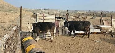 balaca dana: Dana, buzov, Dişi, ay: 10, Ünvandan götürmə — 2