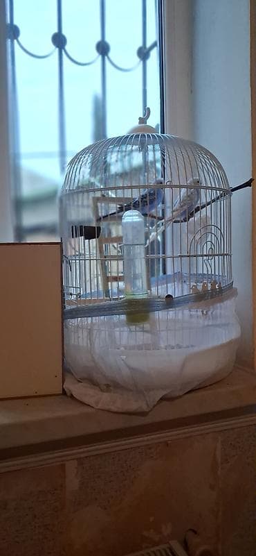 Digər heyvanlar: Qafes və bəzəkli dalğıç papağanları (2 ədəd) – tam dəst Məhsul — 1