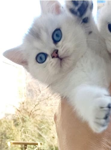 Pişiklər: Britan, Erkək, Yaxşı əllərə, Ünvandan götürmə — 1