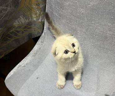 Şotland yastı qulaq, Dişi