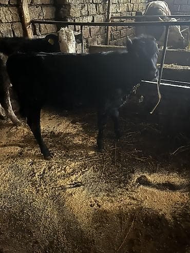 1 erkey 1 dişi qiymet iksine aiddi lalafo.az -da 1 erkey 1 dişi qiymet iksine aiddi