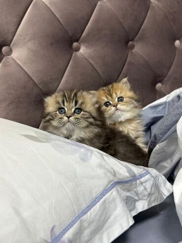 inəklərin satışı: Britan yastı qulaq, Erkək, Dişi — 2