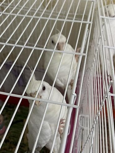 Məhsul: Nimfa (Cockatiel) papuqayları və qəfəs dəsti Təsvir: -