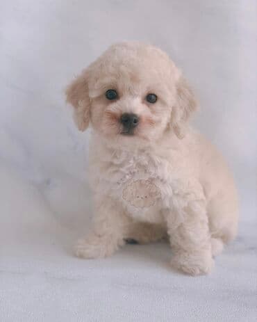 itləe: Пудель, 2 месяца, Самка, С родословной, Бесплатная доставка — 3