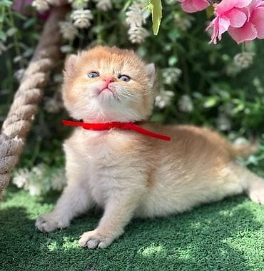 scotland pisik: Britan — 1