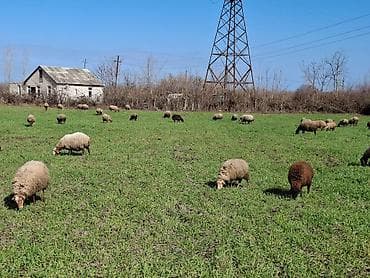 15 baş ana qoyundu satılıq.onlardan 10u balalıdı 5 denesi — 2