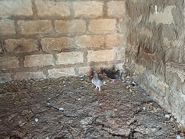 heyvan bazari: Salam. Hamısı tam sağlam heyvanlardır. Tutulma falan deyil. Hamısı — 6