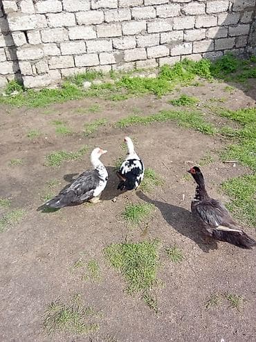 6disdi 3 denesi 25 manat 3 ise 20 manat hazır yumurtalayir barter