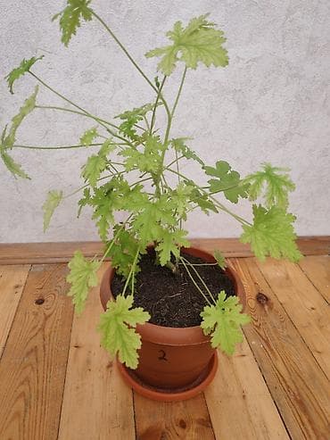 Salam ətirşah gülü satılır - Növ: Ətirli yarpaqlı pelargonium
