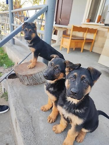 alman afcarkalari: Alman çoban iti, 3 ay, Dişi, Peyvəndli — 3