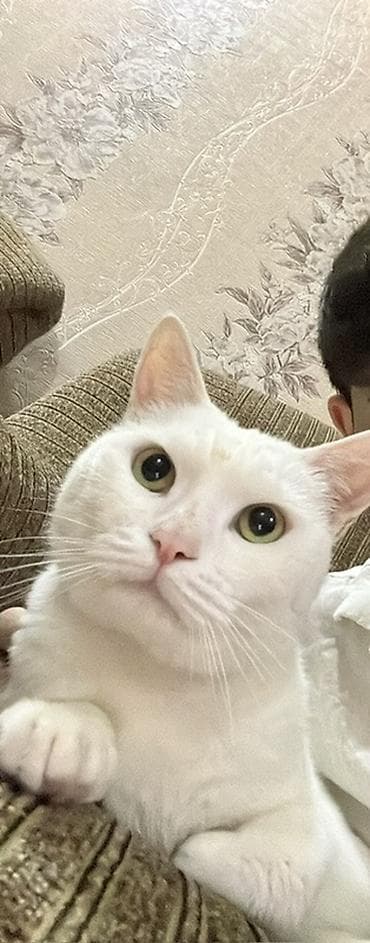 şotlant pişiy: Ağ pişik – ev pişiyi - Rəngi: Tam ağ, qısa və yumşaq tüklü - Gözləri — 1