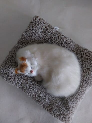 mişka şəkilləri: Miska(3), pişik (7-tezedi) — 4