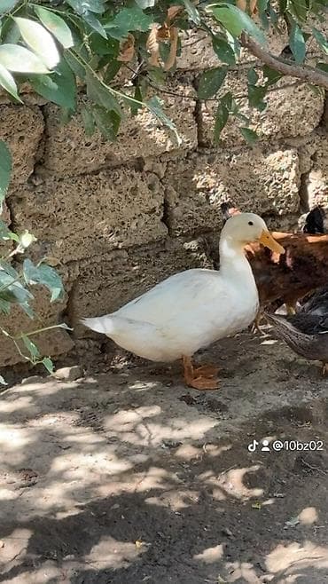 ordek satisi: Pekin ördəyi satılır cavandı yumurtaya düşmüyüb — 3