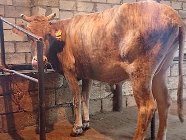 cins inek: Ətlik Maldi Real alıcılar Narahat Elesin — 1