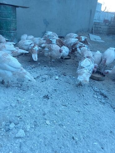 hələb keçisi haqqında məlumat: Öz həyətimdə saxladığım hinduşkalar ətlik və damazlikdir. 60.manatdan — 4