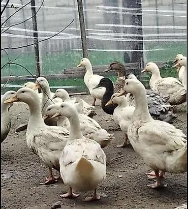 pitbull qiymeti: 24 ördək 20 fere 4 erkək hal hazırda yumurtayirlar qiymət 12 manat — 3