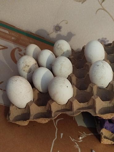 Mürəbbələr: Qaz yumurtasi. linda kuban rus sortlari.5-6 gun icersinde — 2