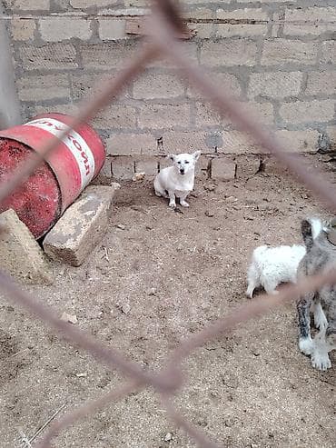 it satişi: Zvonok, 1 il, Dişi, Peyvəndli, Ünvandan götürmə — 6