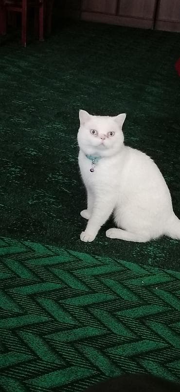 pisik yuva: Britan, Erkək, Yaxşı əllərə, Ödənişli çatdırılma — 5