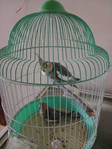 sirin itler: 1 erkək 1 dişi qəfəslə birlikdə verilir su qabı yem qabı hamısı — 5