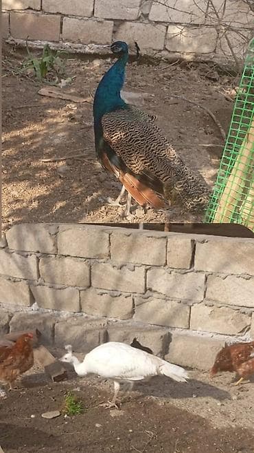 bal qabi: Məhsul: Təbiət quşları – tovuz quşları cütü Təsvir: - Nadir dekorativ — 1