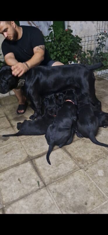 it yuvasi: Kane-Korso, Erkek, Sənədli, Ünvandan götürmə — 6