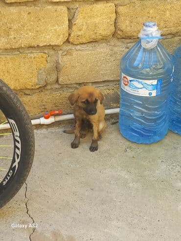 отдам собаку в хорошие руки: Акита-ину, Самец — 3