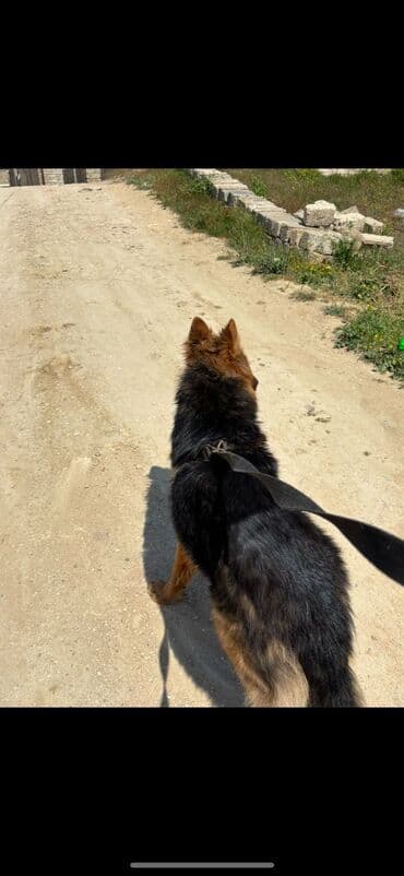 овчарку в добрые руки: Немецкая овчарка, 10 месяцев, Самец, С прививками, Самовывоз — 2