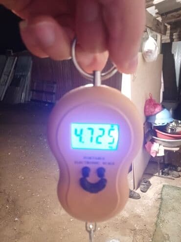 Гуси: Самец, Для разведения, Платная доставка — 6